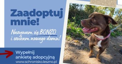 Bonzo szuka domu. Warunkiem praca z behawiorystą
